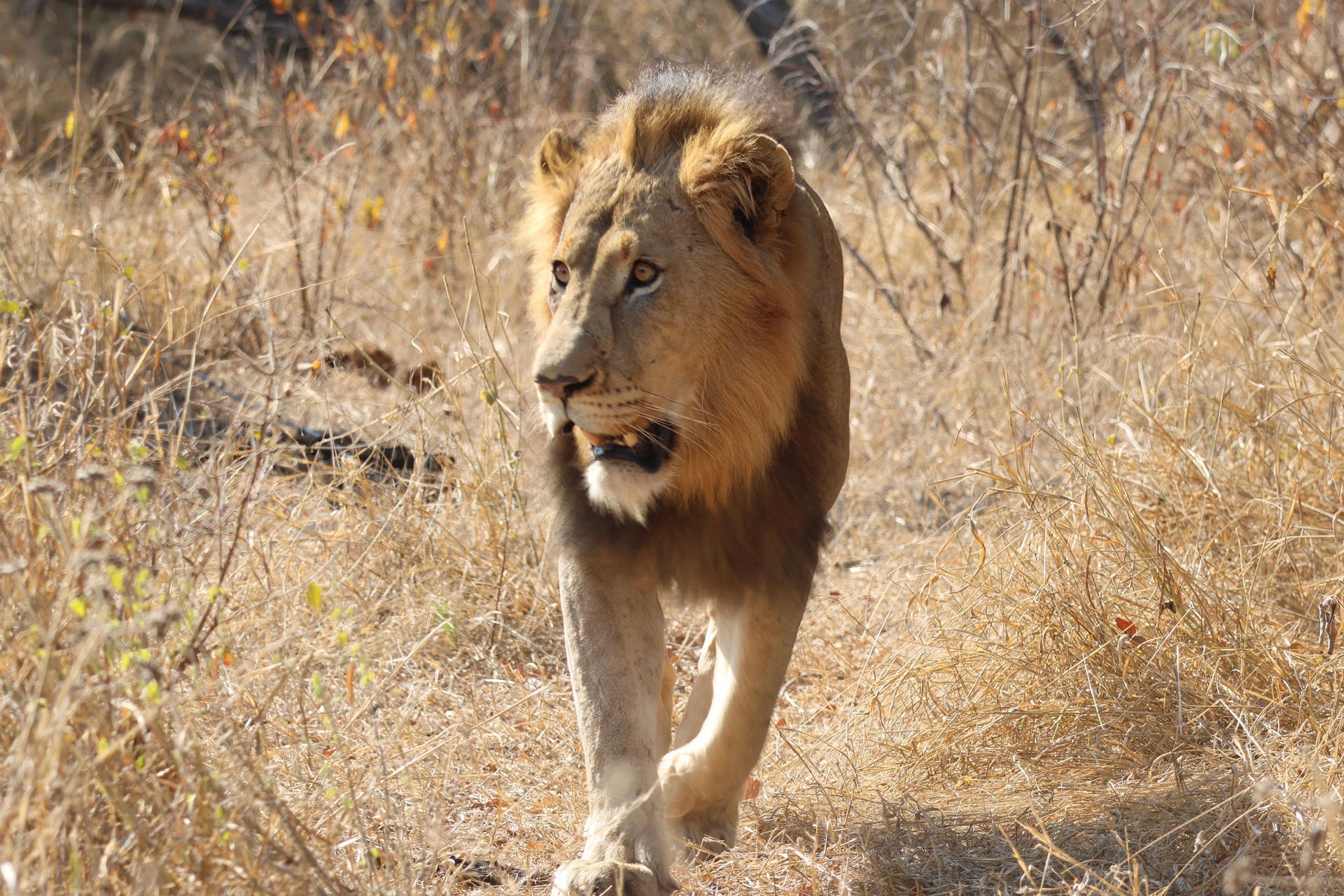 lion se balade dans savane