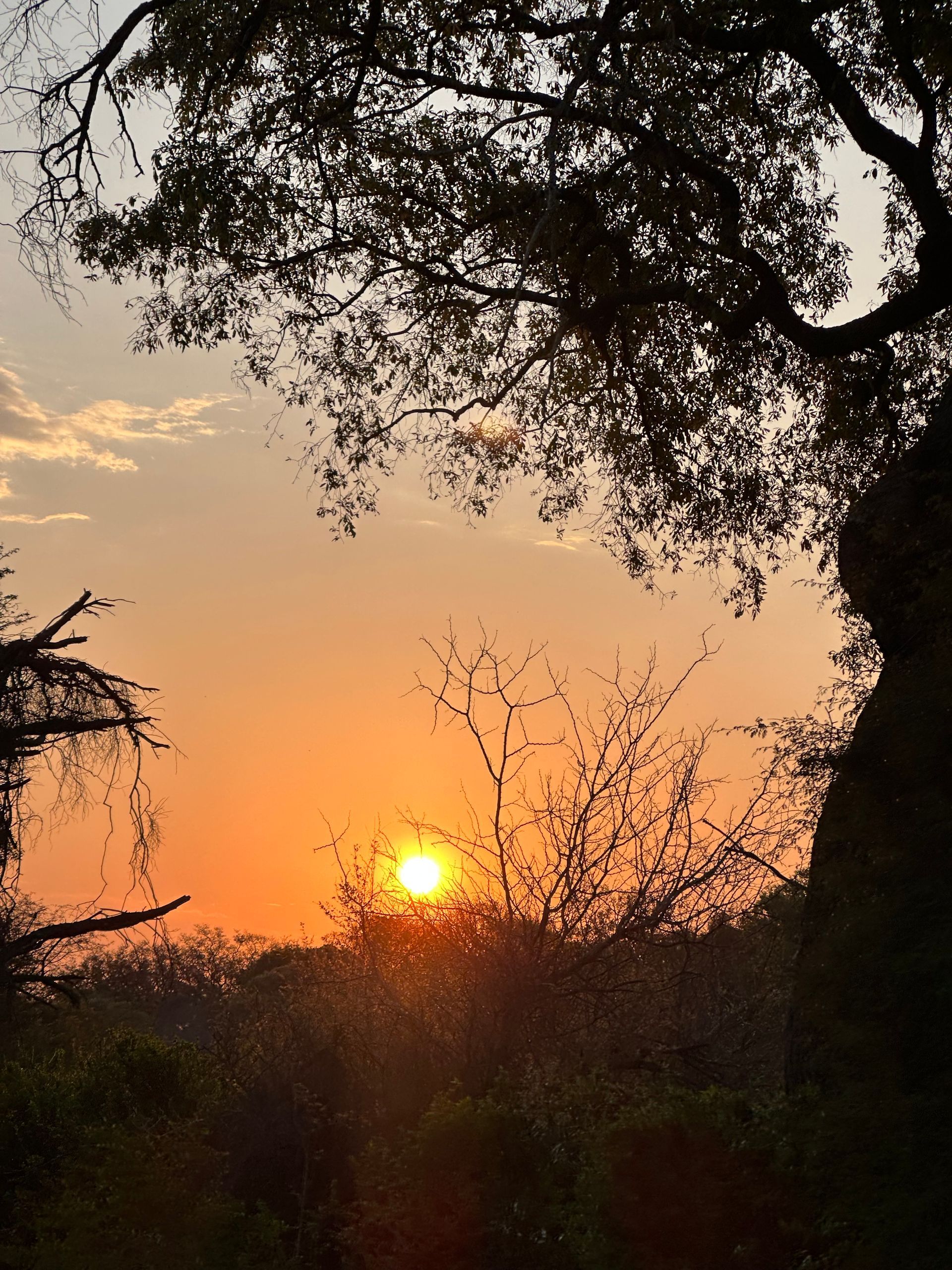 Quelle est la meilleure saison pour en safari en Afrique du Sud ?