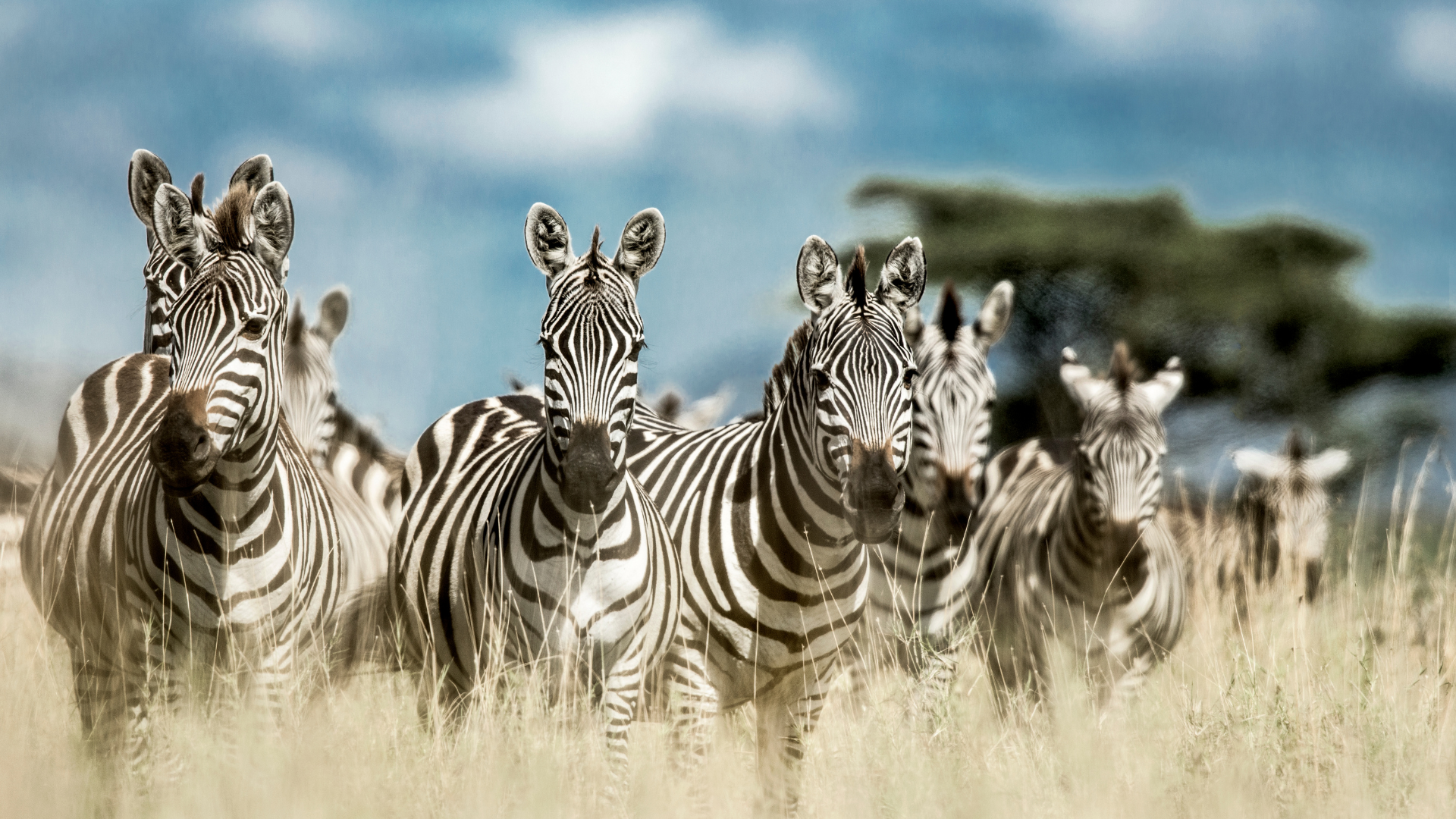 Spectaculaire Tanzanie : du Serengeti à Selous