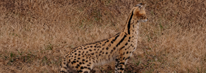 close up serval felin