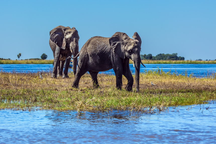 elephants marécages eau botswana
