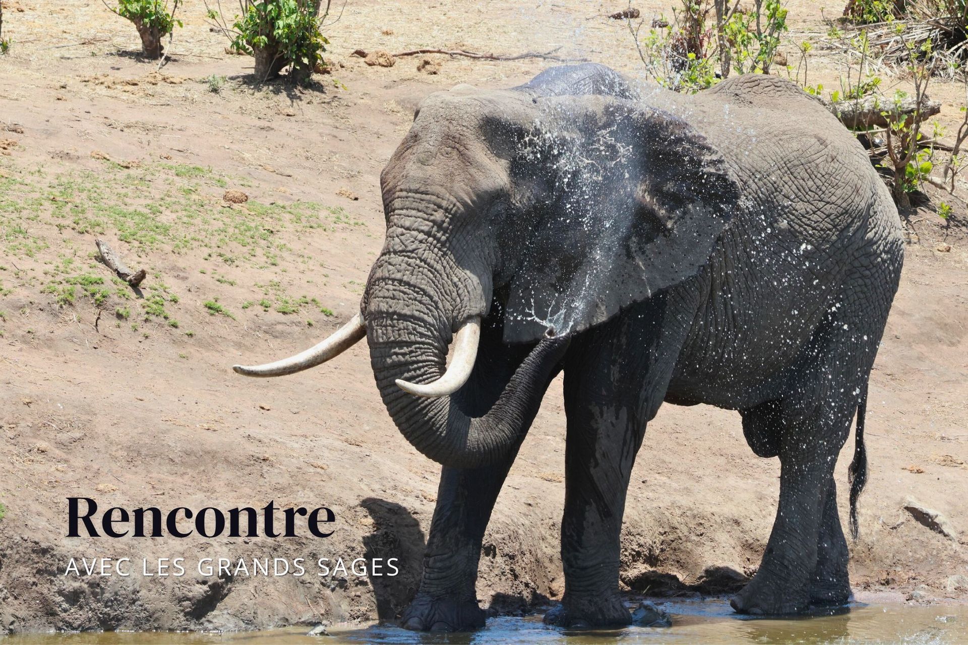elephant qui boit à un point d'eau 