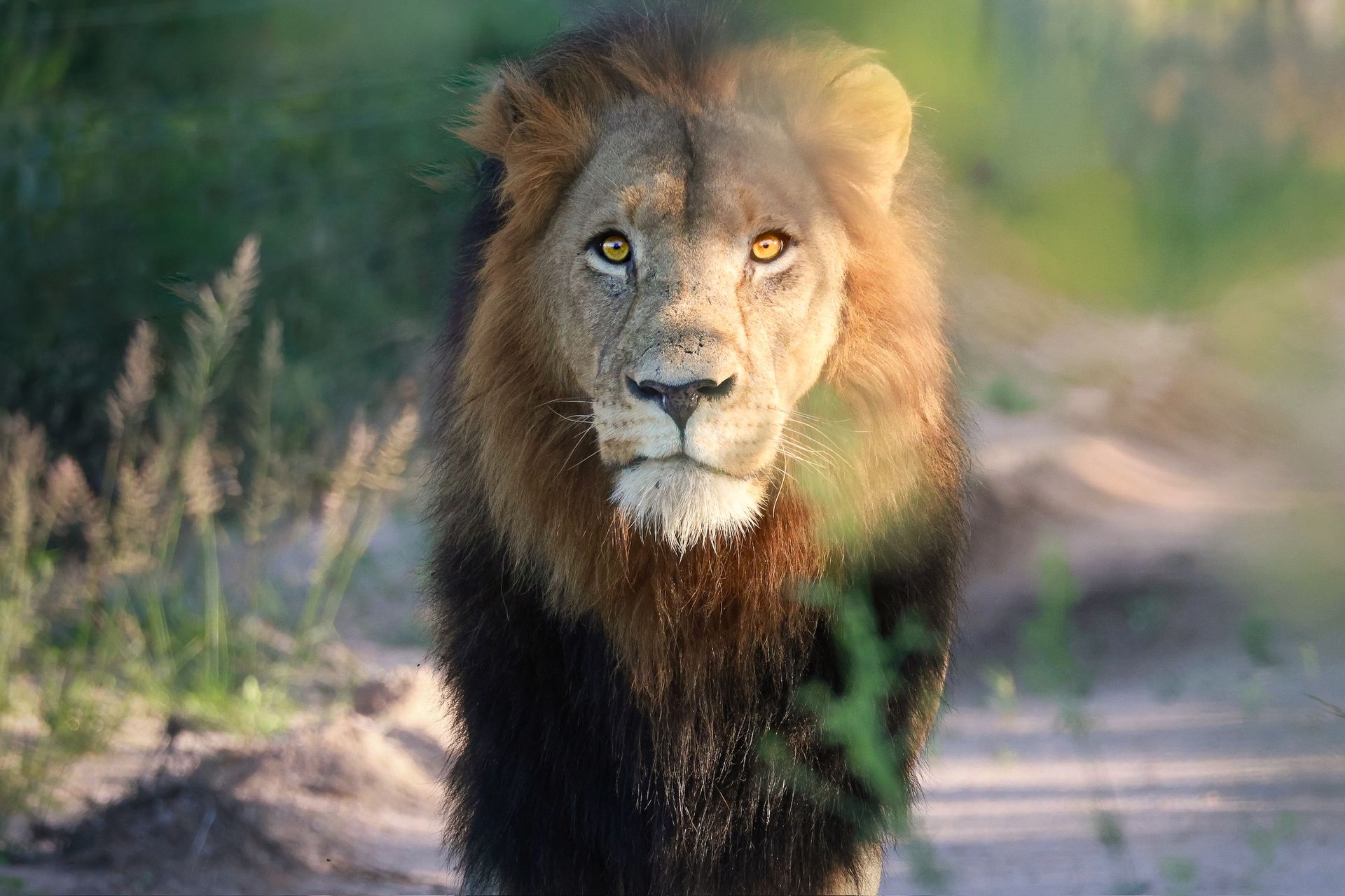 rencontre avec lion dans le kruger 