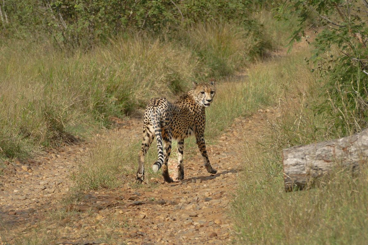 Guépard marchant sur un chemin de terre dans un cadre naturel et herbeux ; regardant par-dessus son épaule.