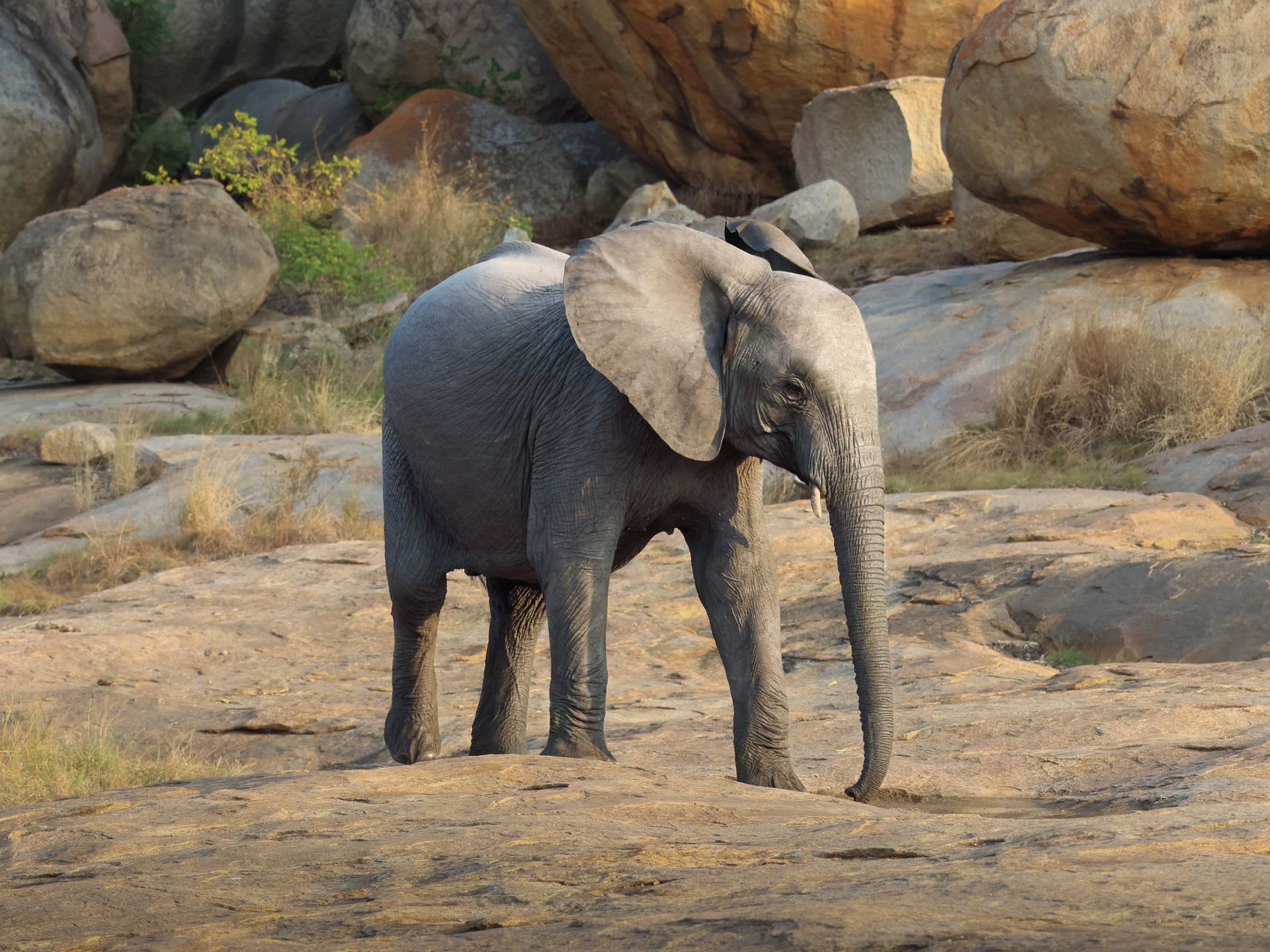 elephants marécages eau botswana