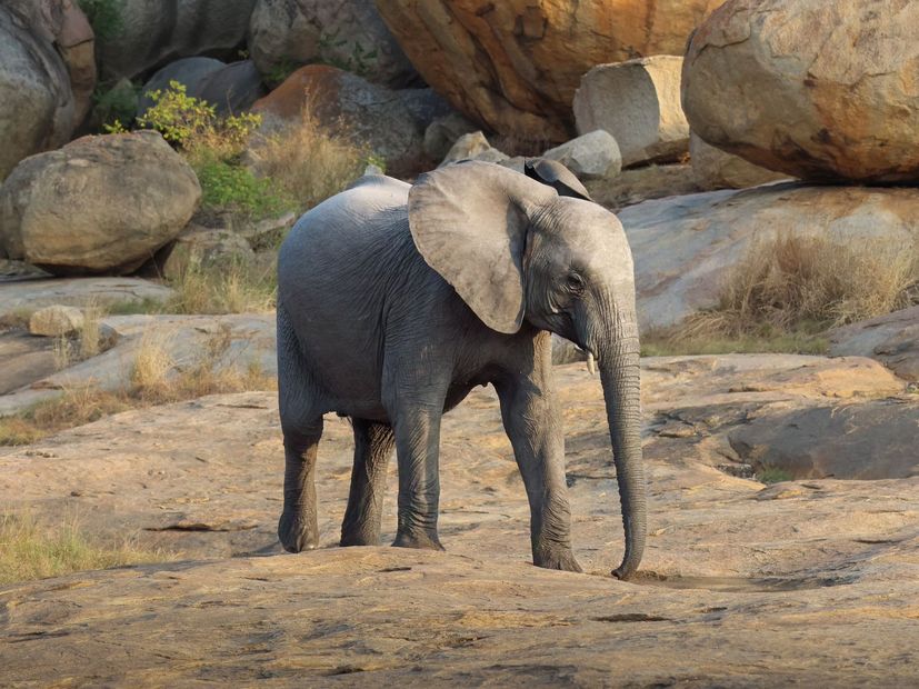 elephants marécages eau botswana