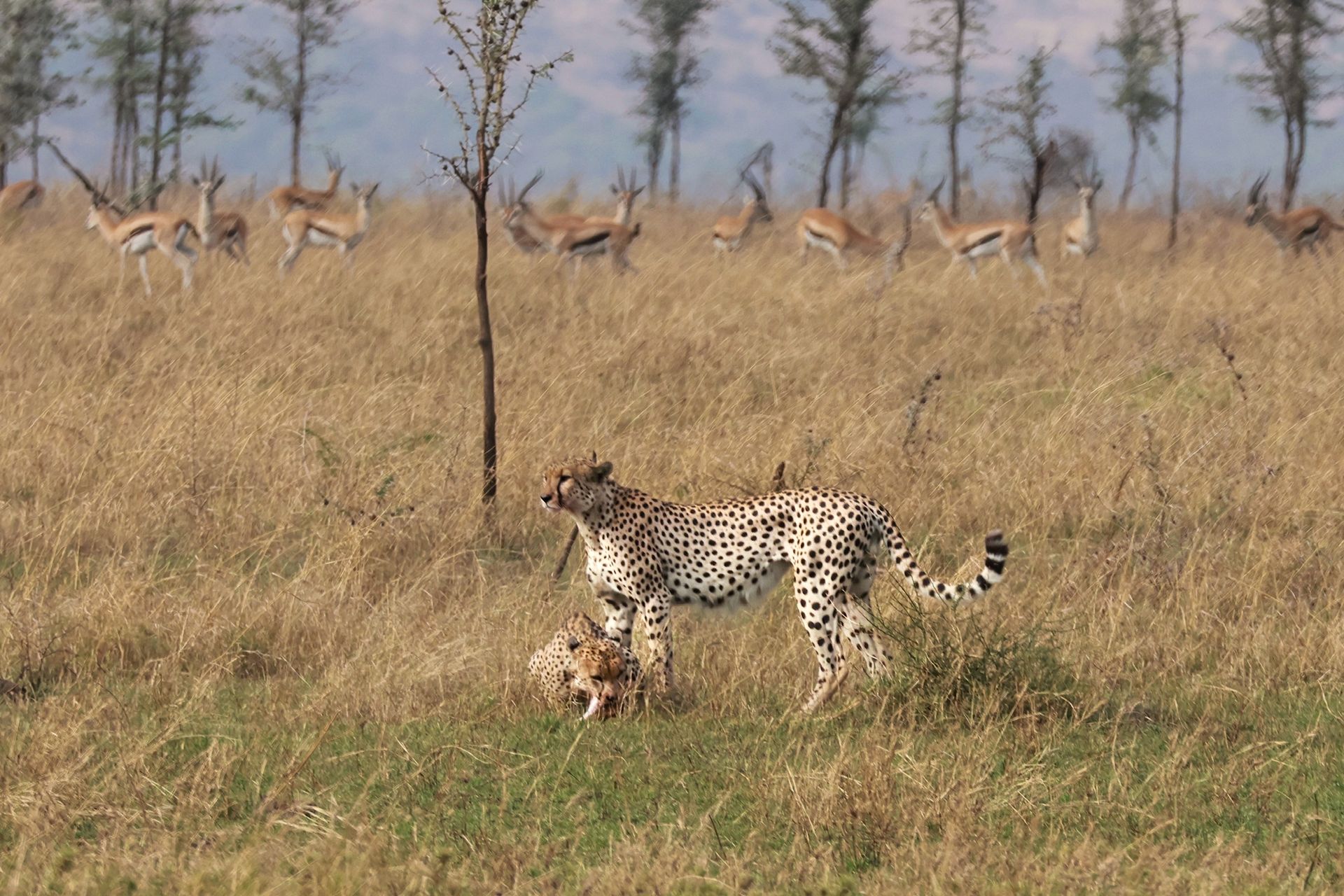 Exploration de la faune sauvage du Nord de la Tanzanie