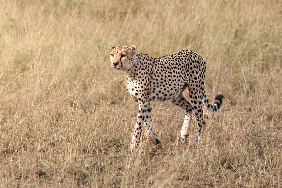 lion se balade dans savane