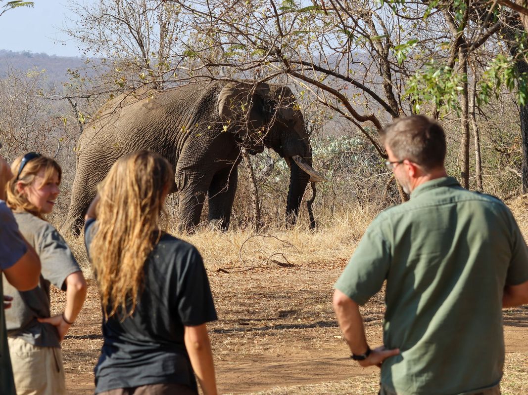 Des personnes observent un éléphant dans un environnement boisé et aride.