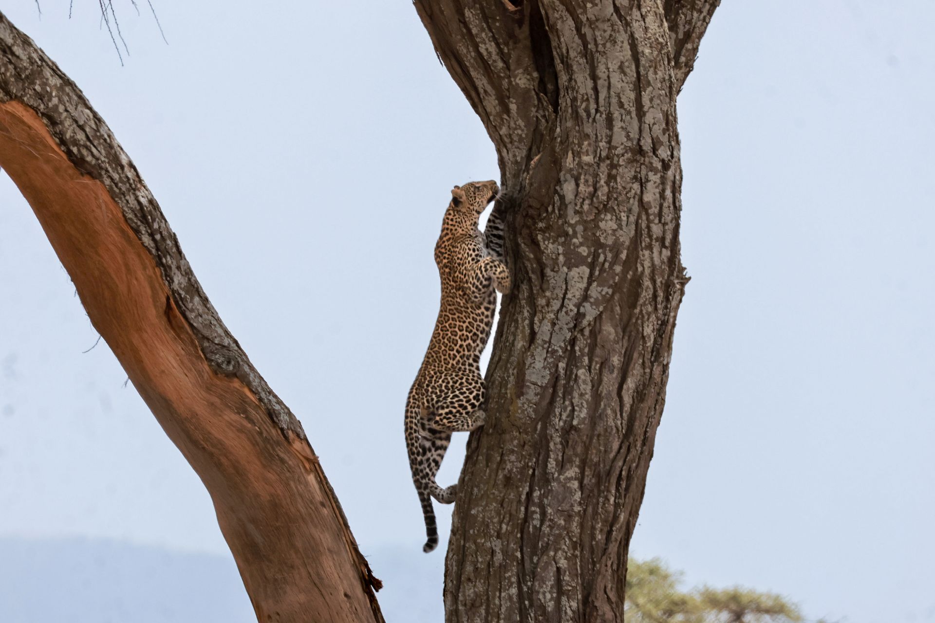 Ce que je retiens de deux mois à guider en Afrique de l’Est
