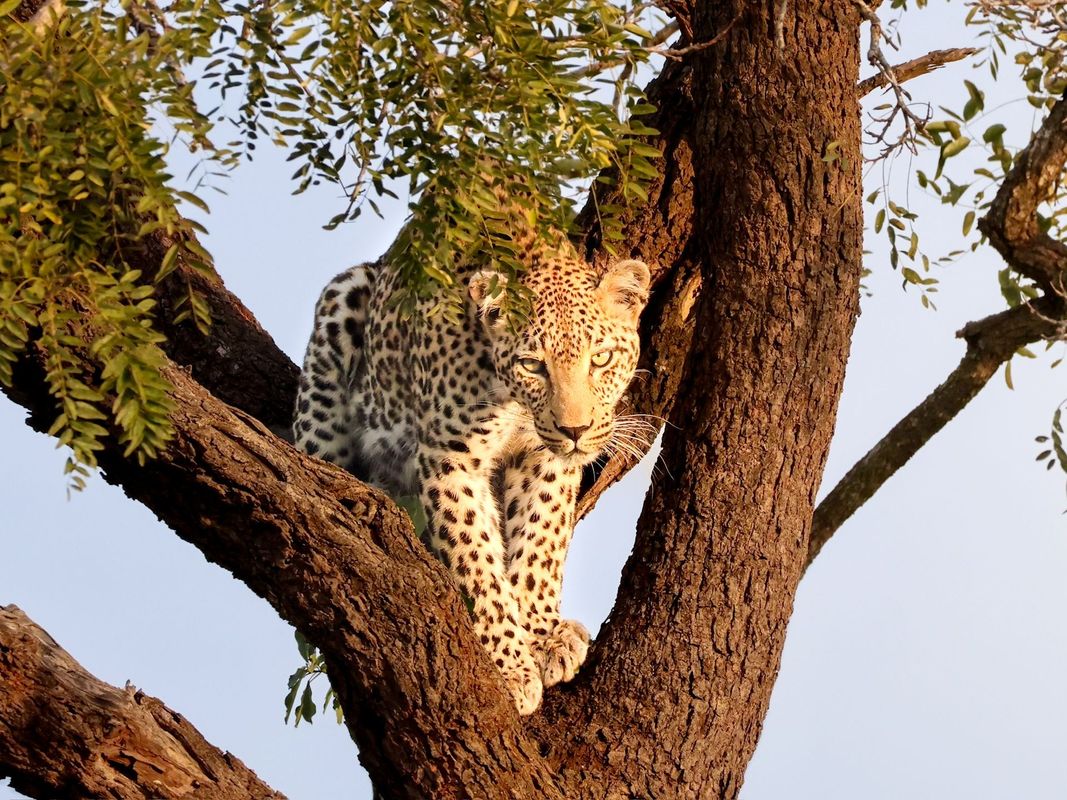 Un léopard au pelage tacheté, perché dans un arbre, regarde droit dans les yeux le spectateur.