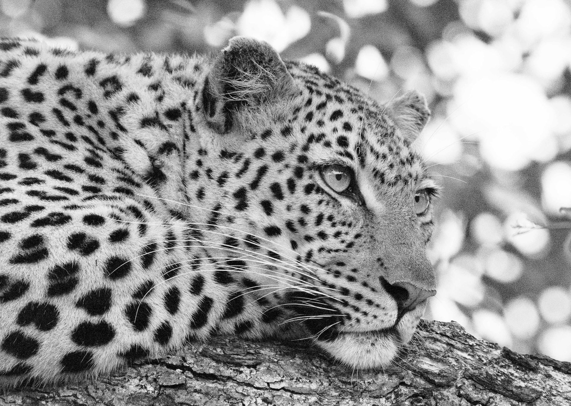 Ruzuna léopard femelle safari Makalali Afrique du Sud