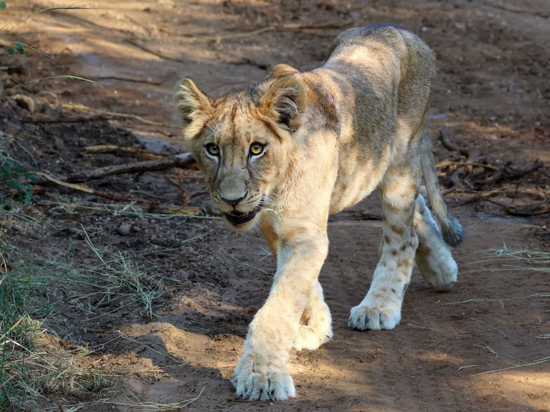 Aventure sauvage zambienne