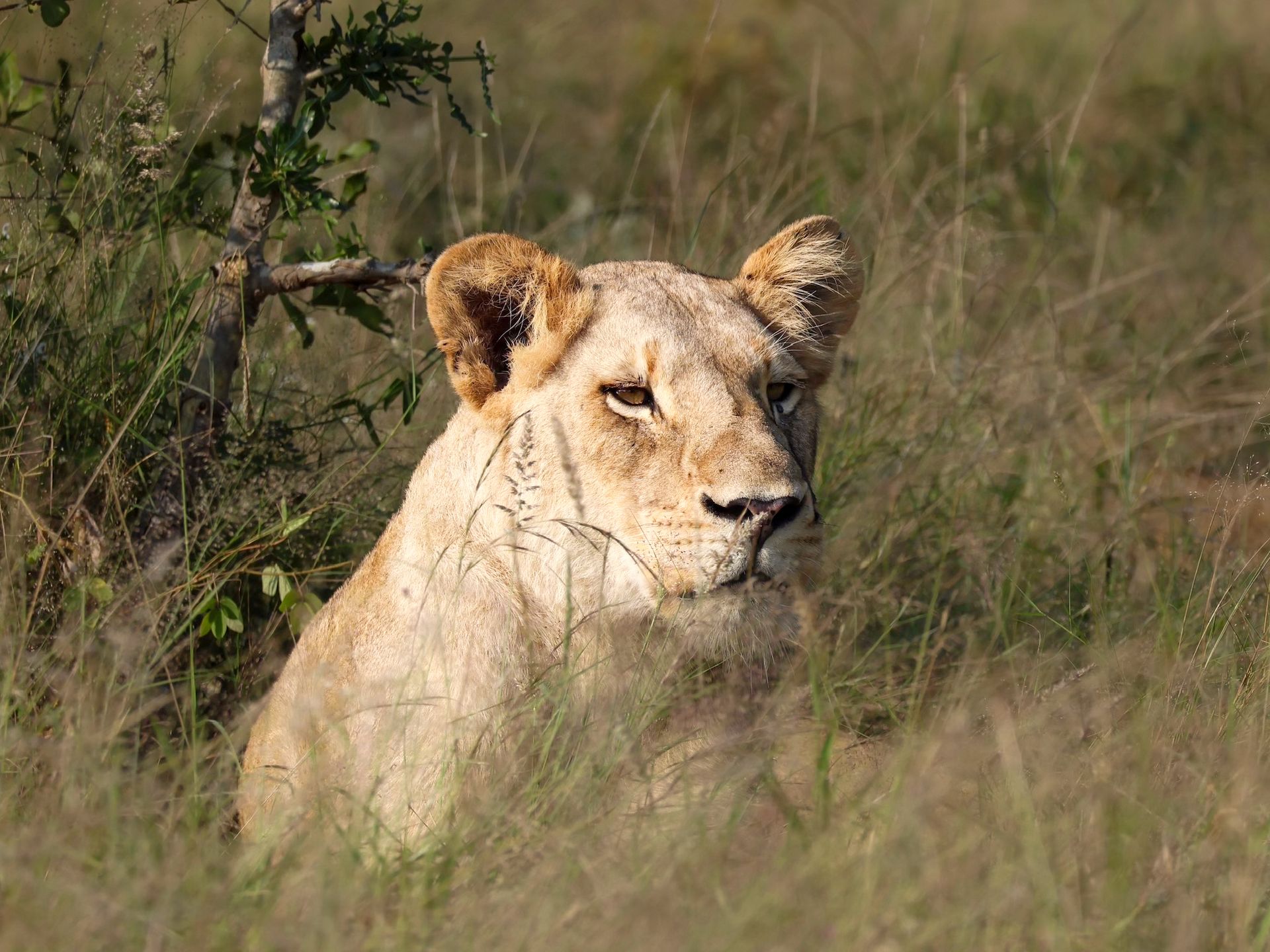 zebre afrique plaines savane