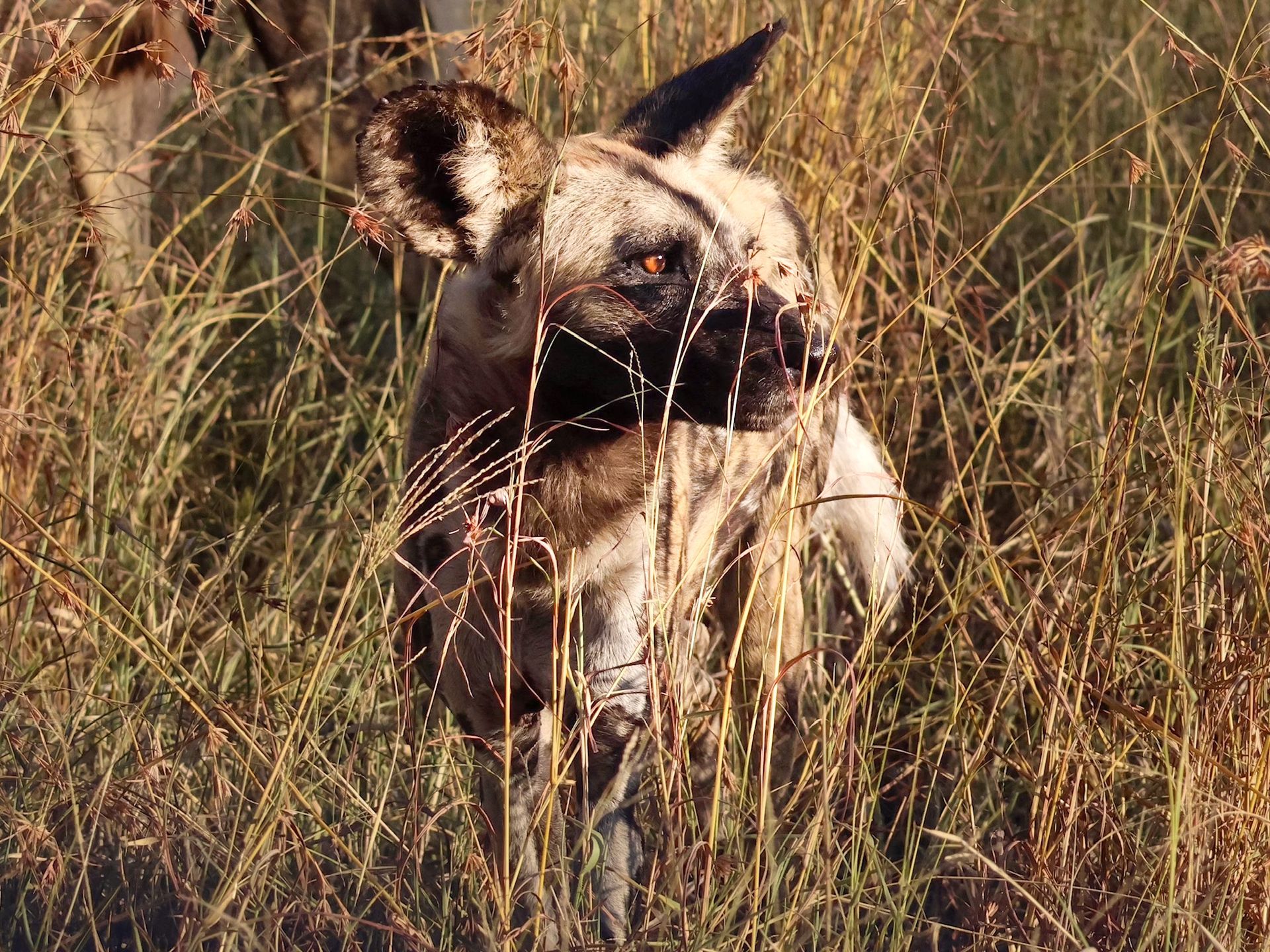 Aventure d'élite au Zimbabwé