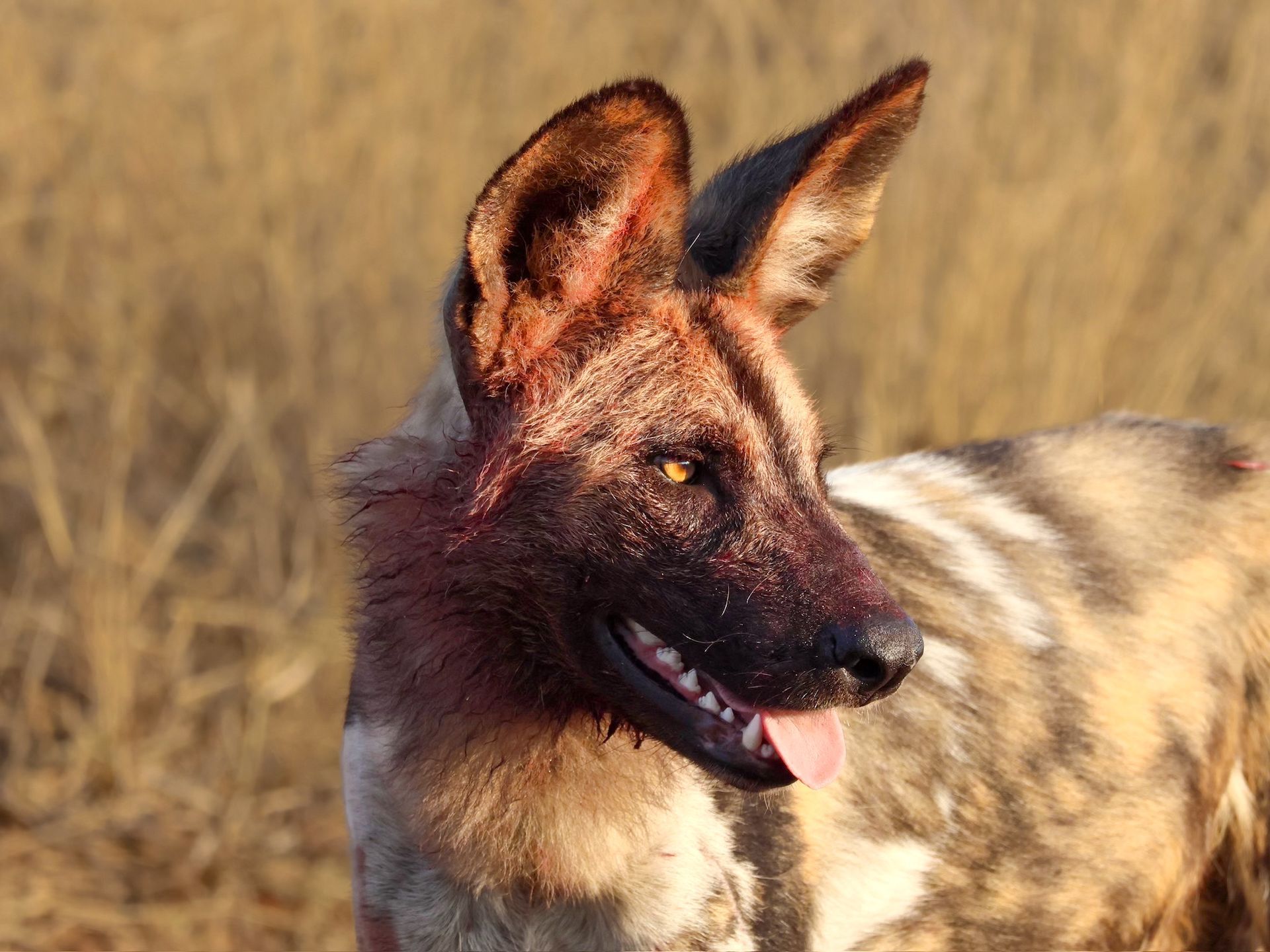 Les animaux rares à observer dans le Greater Kruger