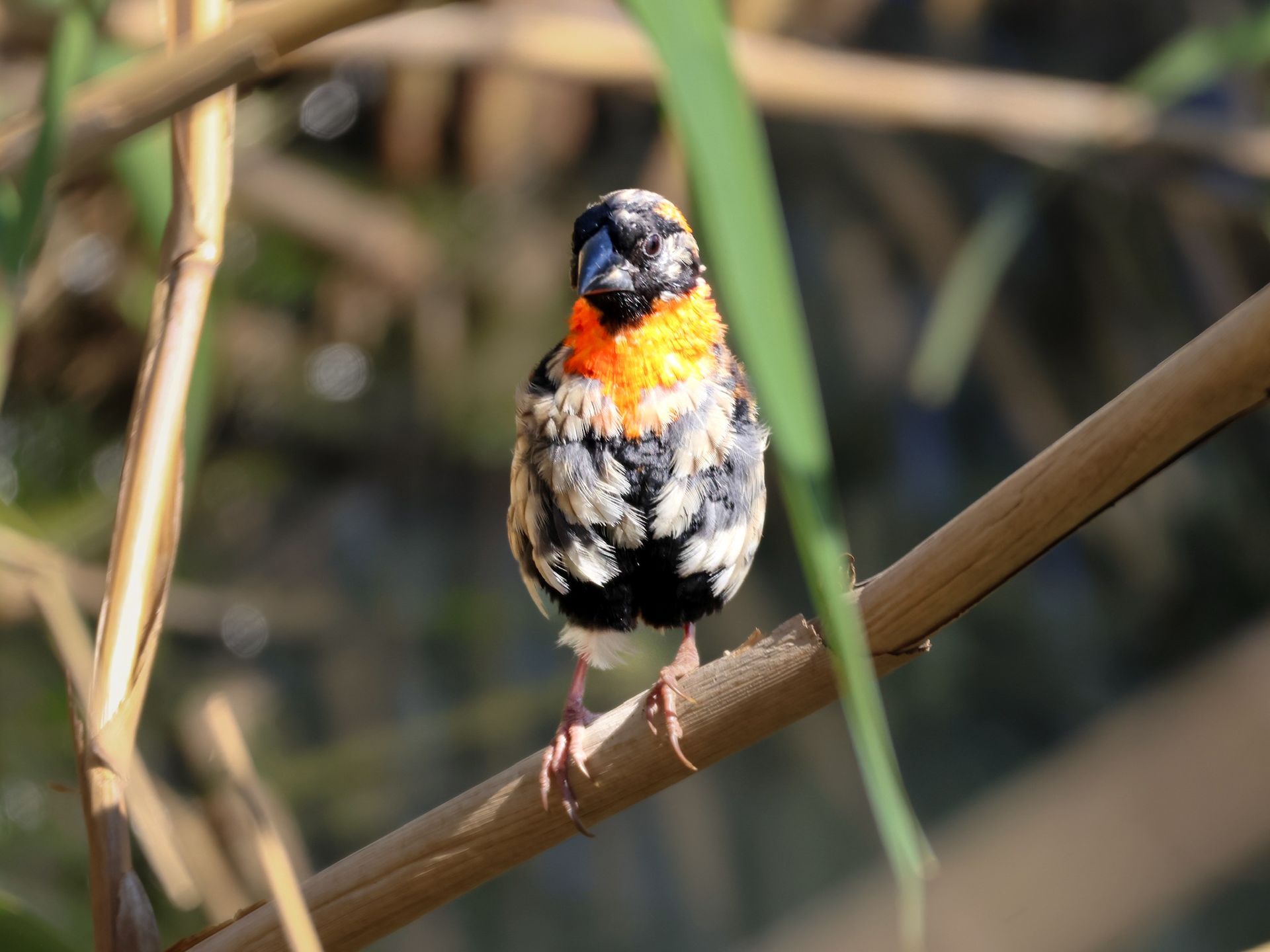 oiseau sur une branche arbre eau