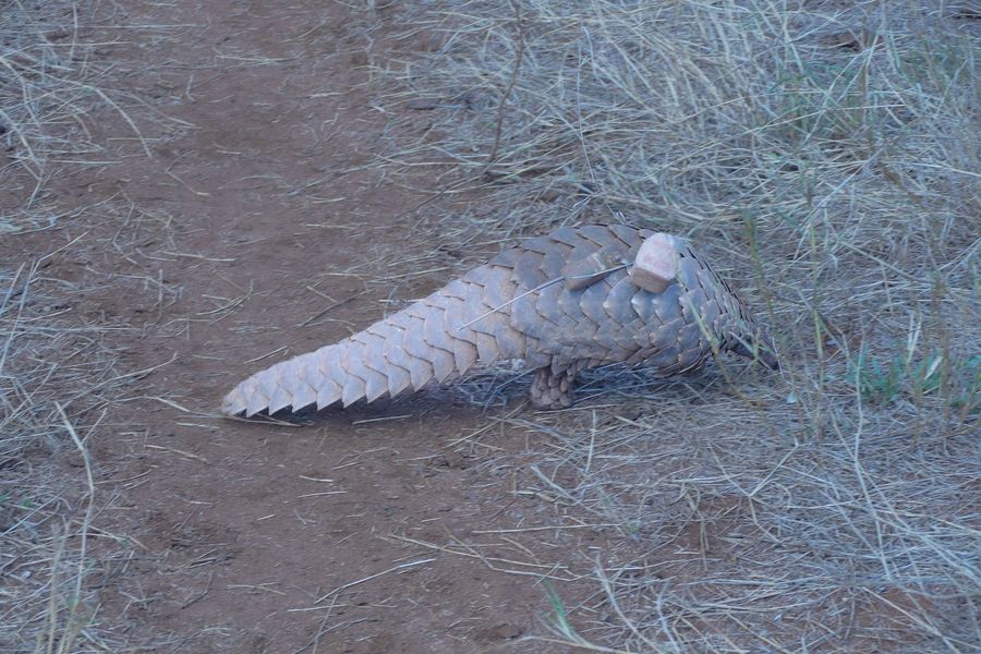 Pangolin aux écailles imbriquées, en train de chercher sa nourriture au sol.