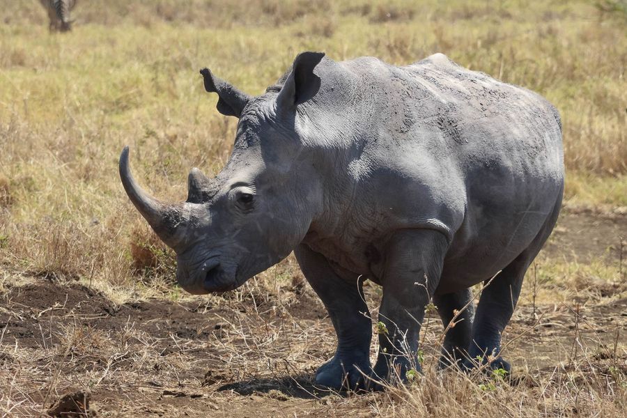 Un rhinocéros gris se tient debout dans un champ herbeux et sec.