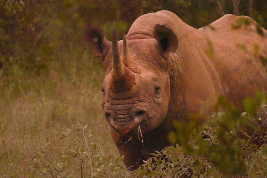 Un rhinocéros noir broute dans les hautes herbes.