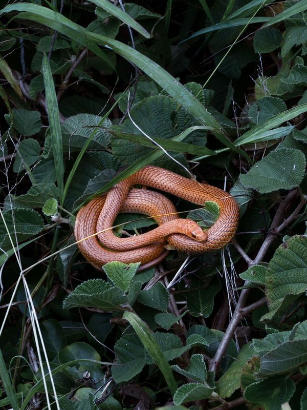 Serpent orange enroulé dans le feuillage vert.