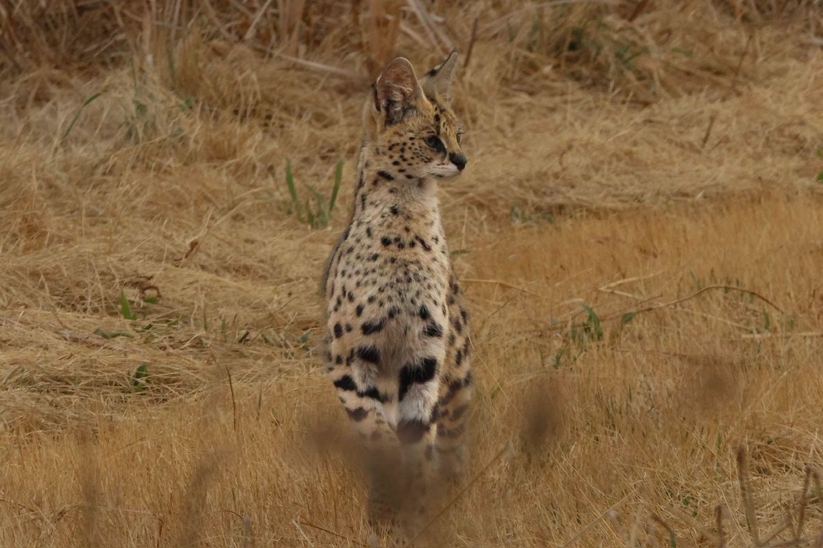 Un serval au pelage tacheté est assis dans l'herbe sèche de la savane.
