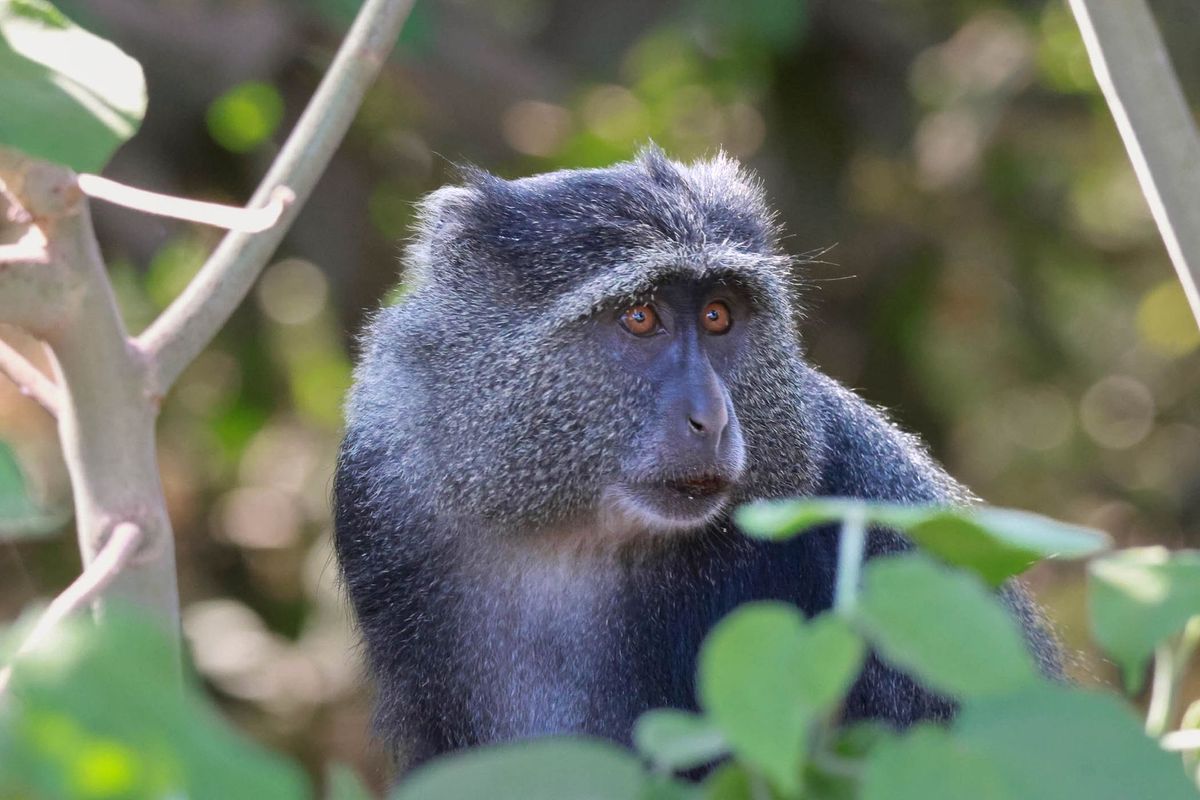 Un singe bleu, blotti dans un feuillage vert, l'air alerte, avec des yeux bruns et un pelage gris-bleu.