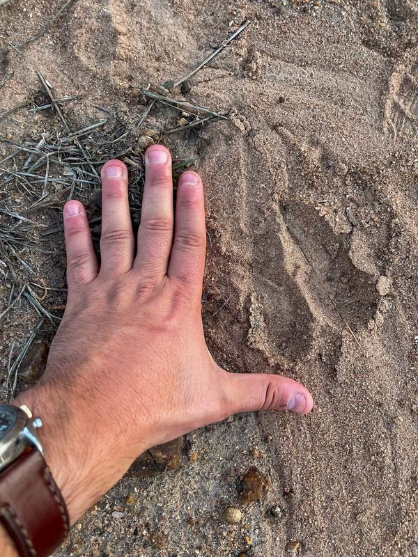 Main près d'une grande empreinte d'animal dans le sable, gros plan avec une montre et de la végétation sèche.
