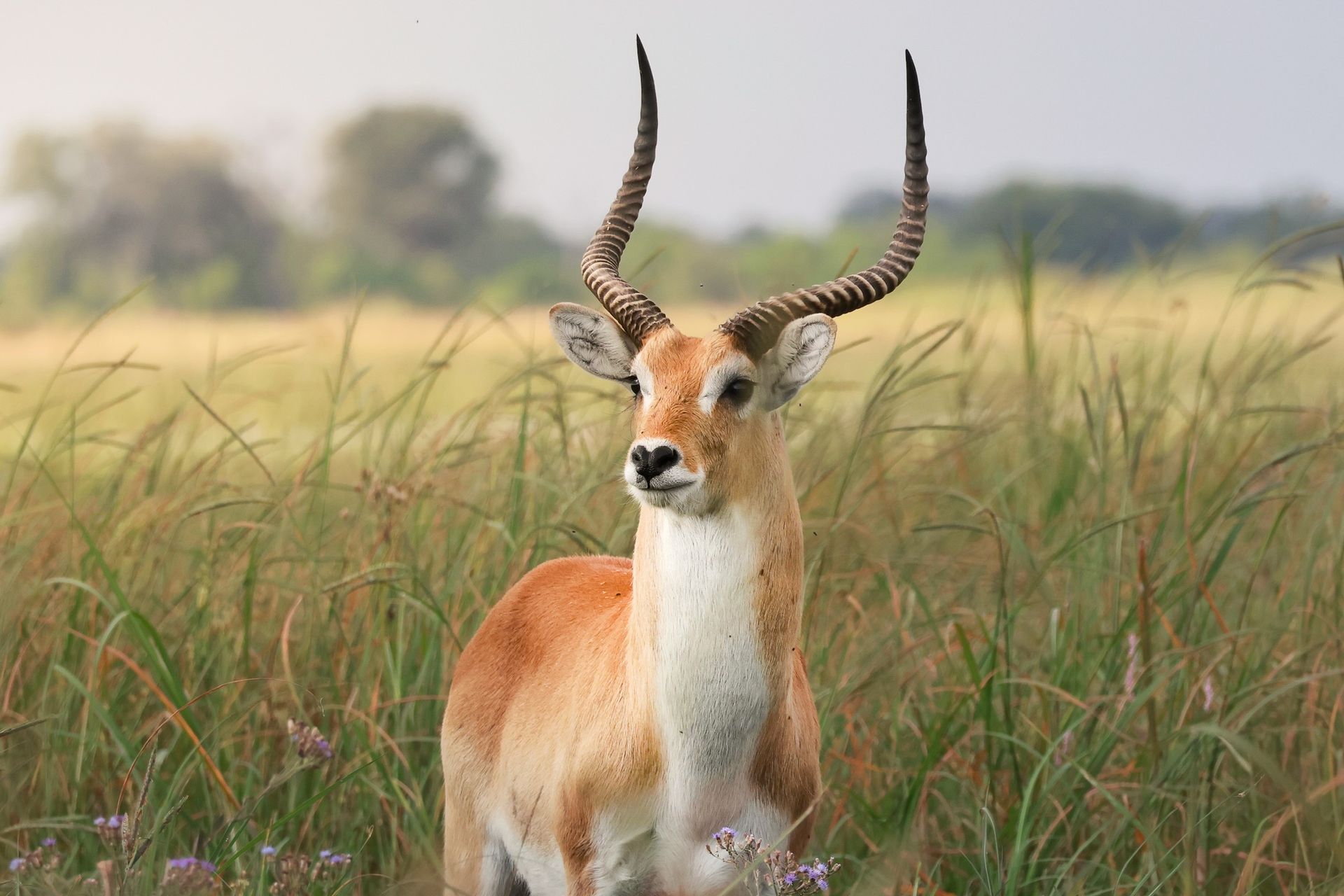 cobe de Lechwe dans les hautes herbes du delta du botswana