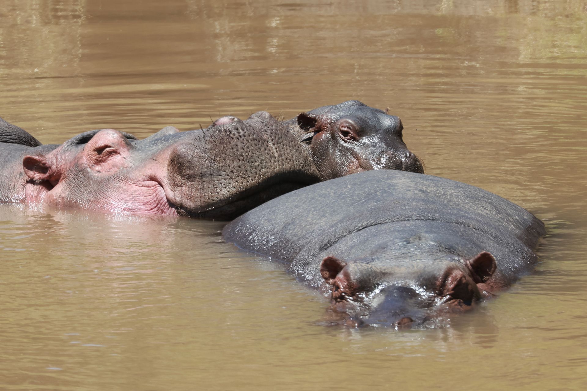 Merveilles naturelles du South Luangwa