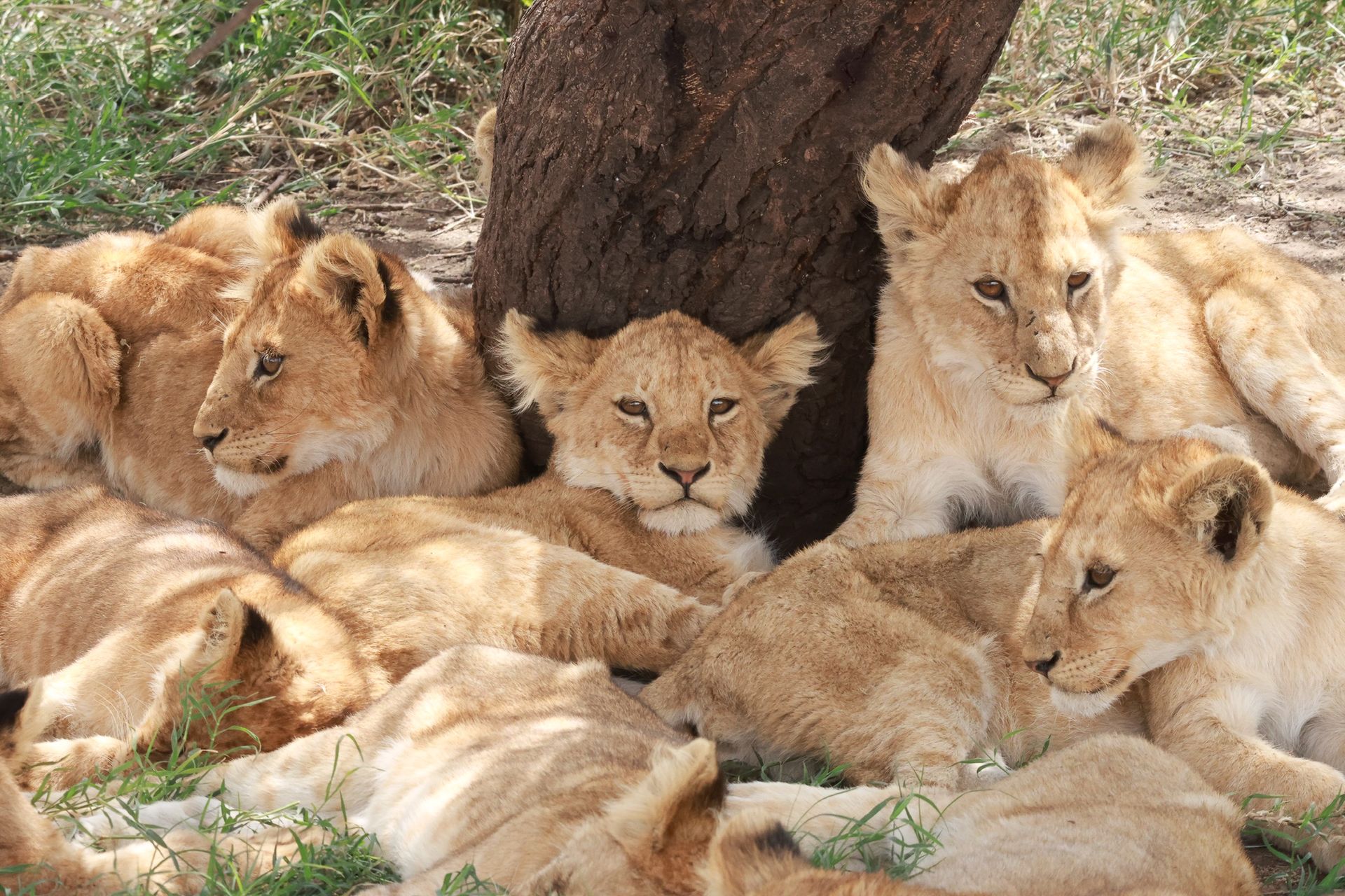Lionceau lors d'une sieste