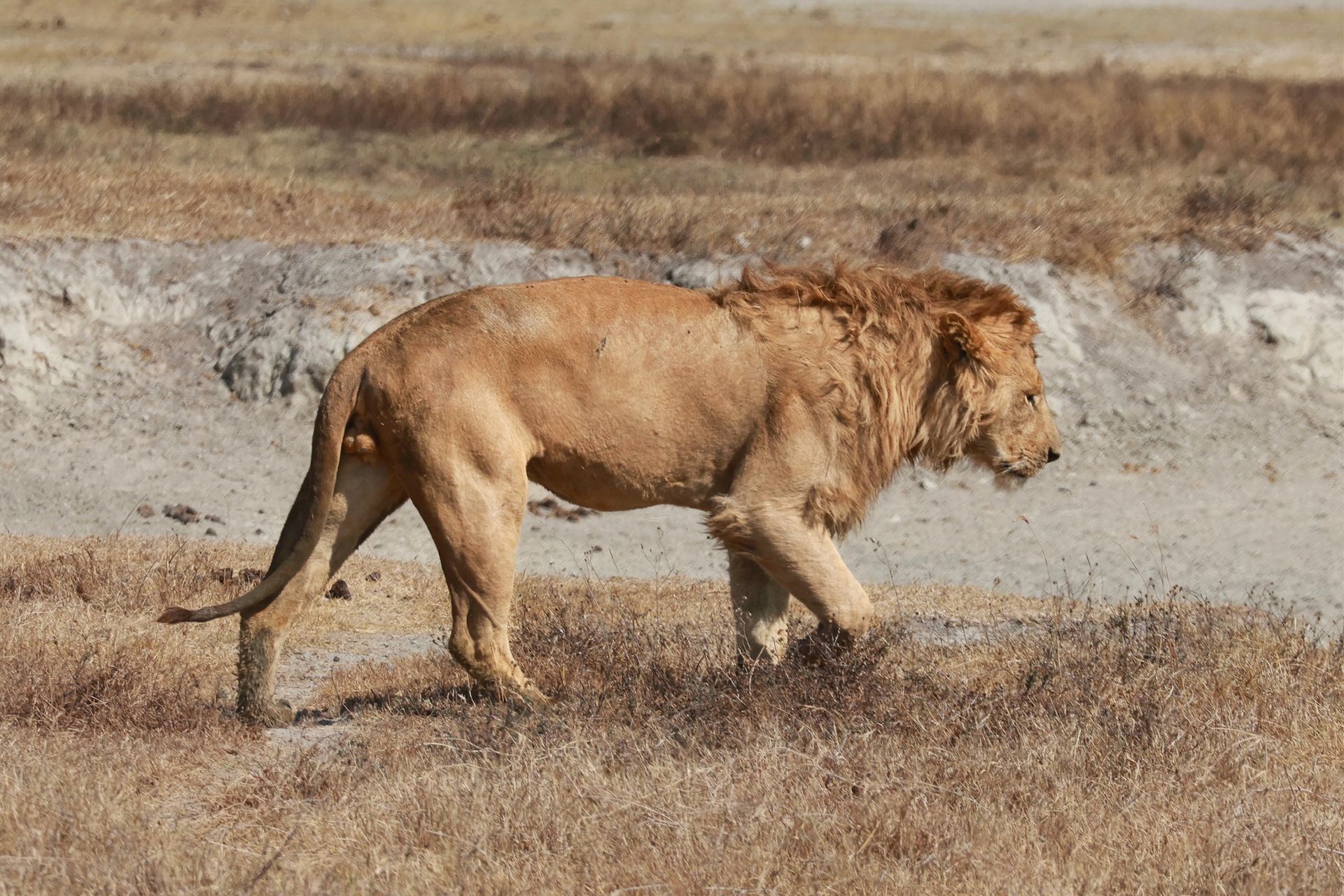 lion qui marche dans la savane africaine