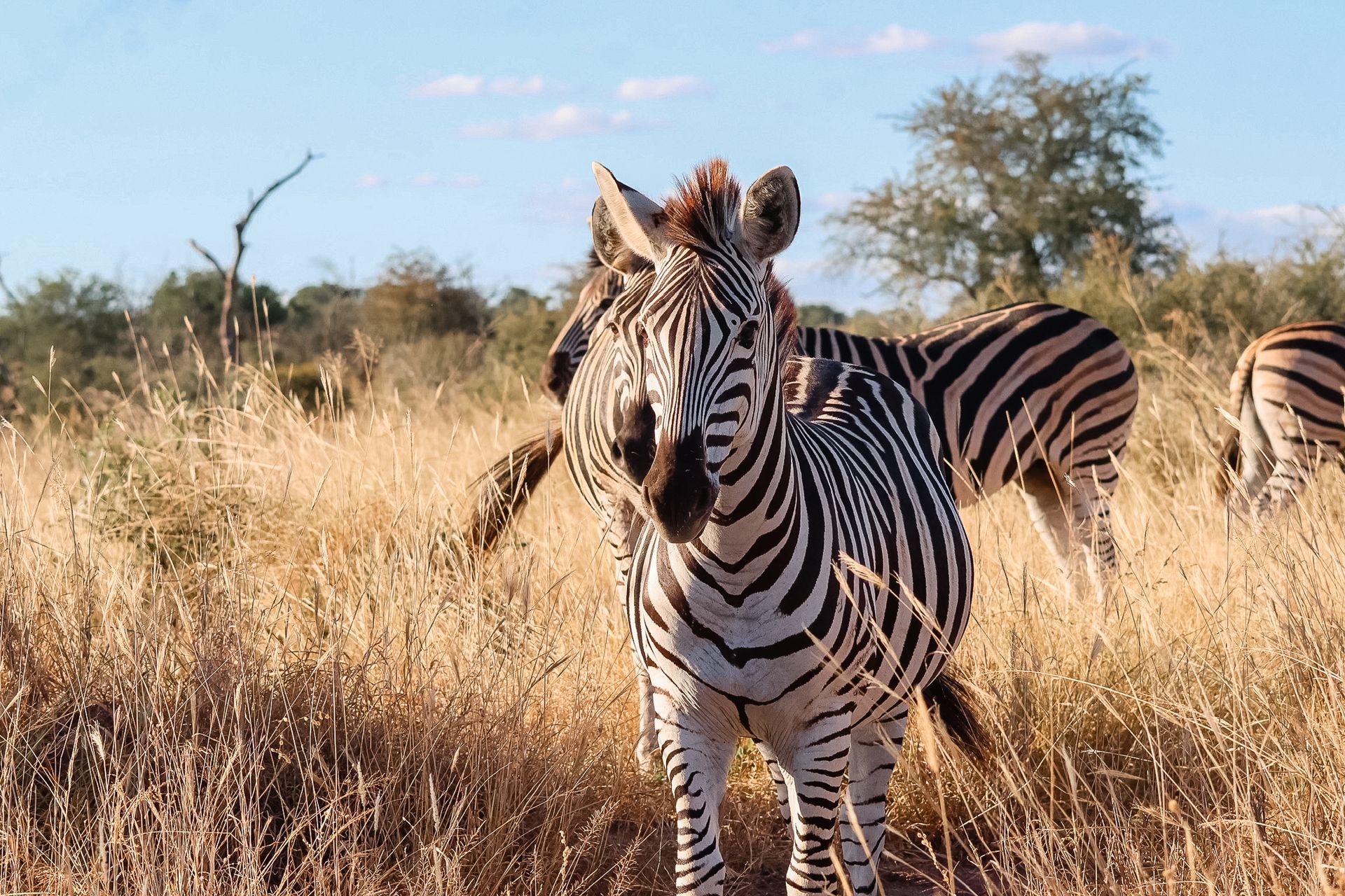 zebre afrique plaines savane