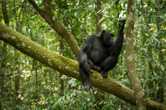 Safari mémorable à travers la nature ougandaise