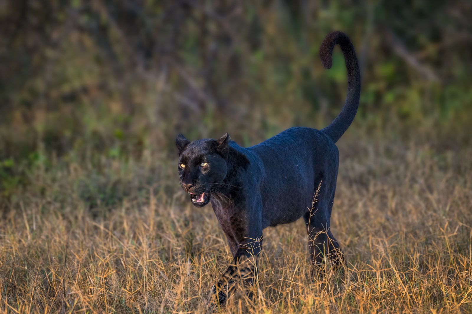 Léopard noir et animaux endémiques du Nord du Kenya