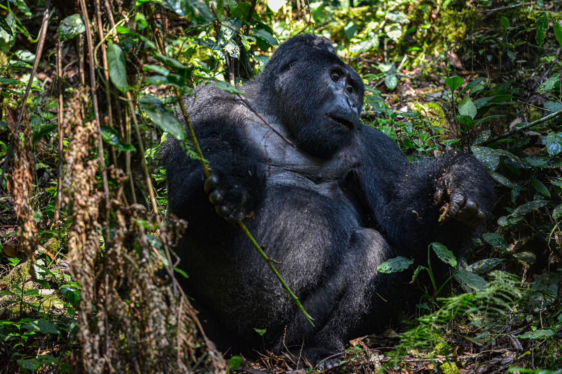 Au pays des emblématiques primates