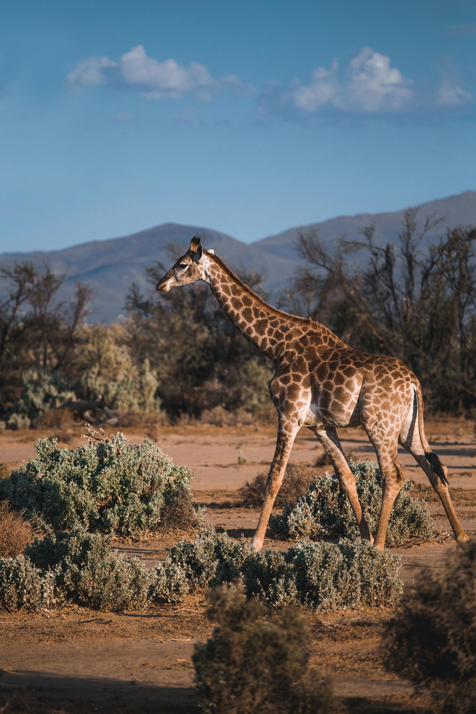 Safari en Tanzanie