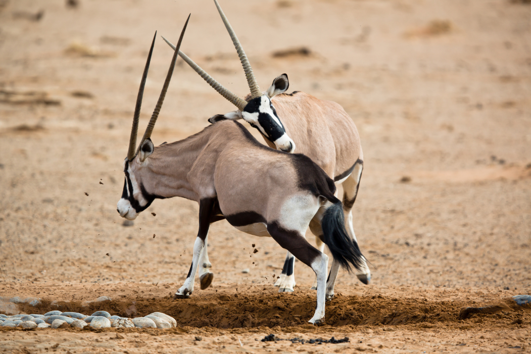 Safari en Namibie