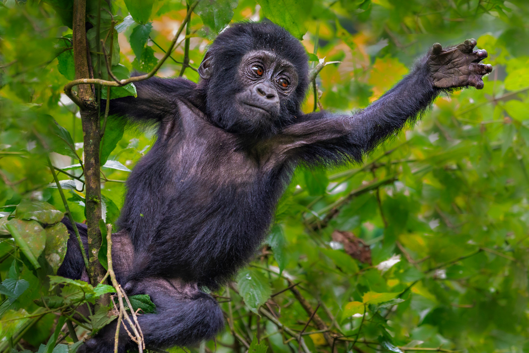 Safari en Ouganda