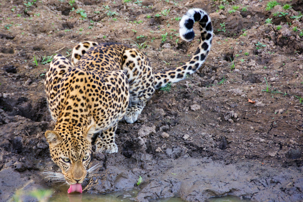 Safari en Zambie