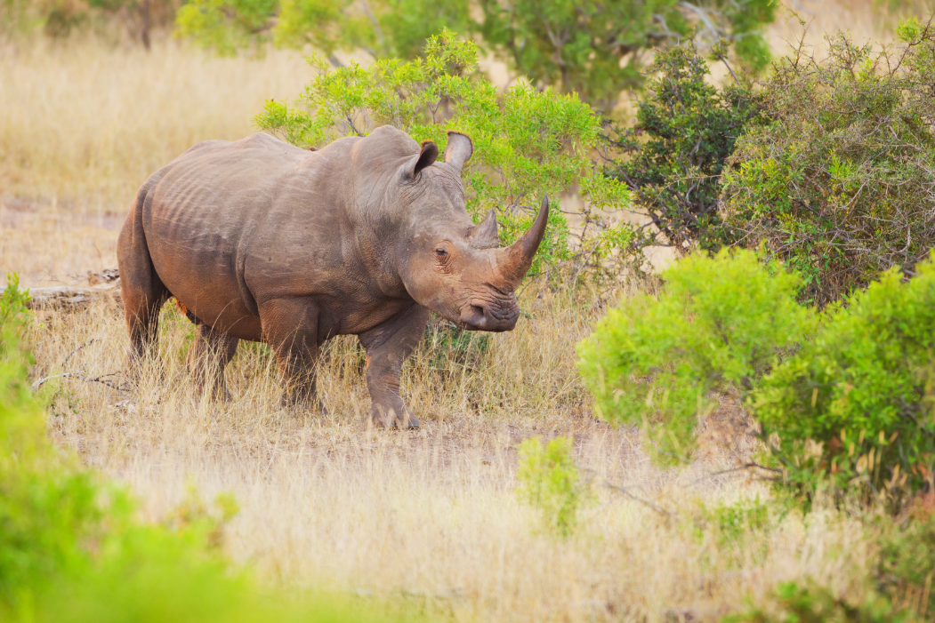 Safari en Afrique du Sud