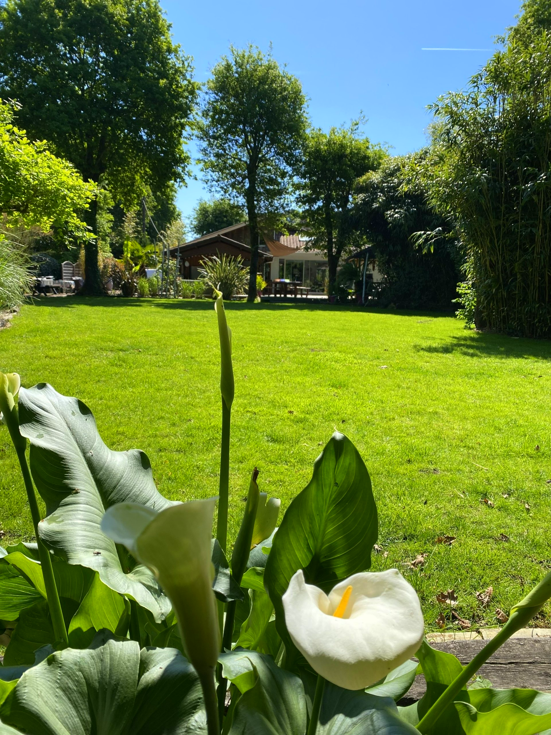 Fleurs en gros plan herbe