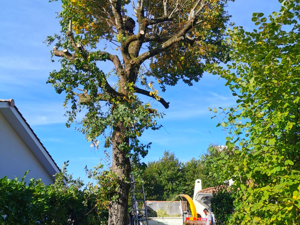 Élagage d'un arbre près d'une maison