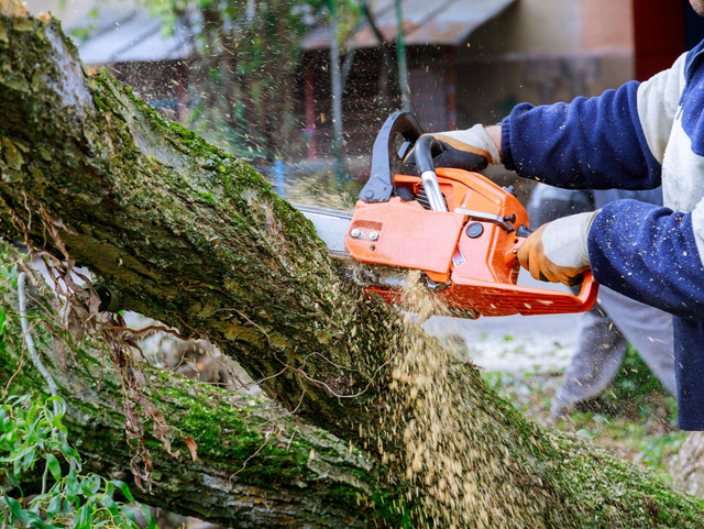 Élagage et abattage d'arbre dans la ville de Lanton