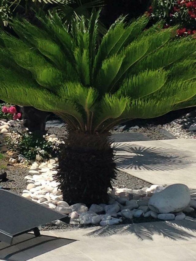 Palmier en gros plan