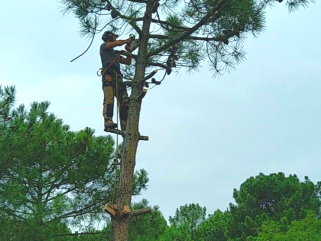 Élagage et abattage d'arbre dans la ville de Lanton