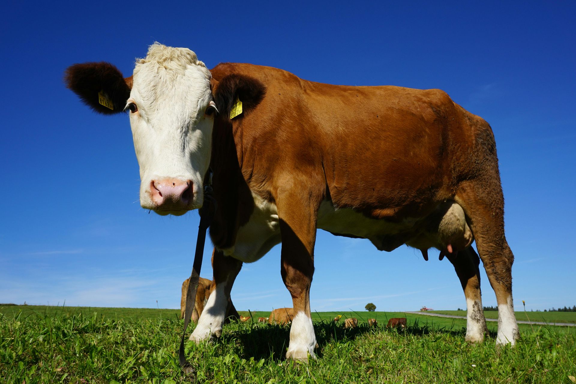 Una vaca marrón y blanca está parada en un campo de hierba.