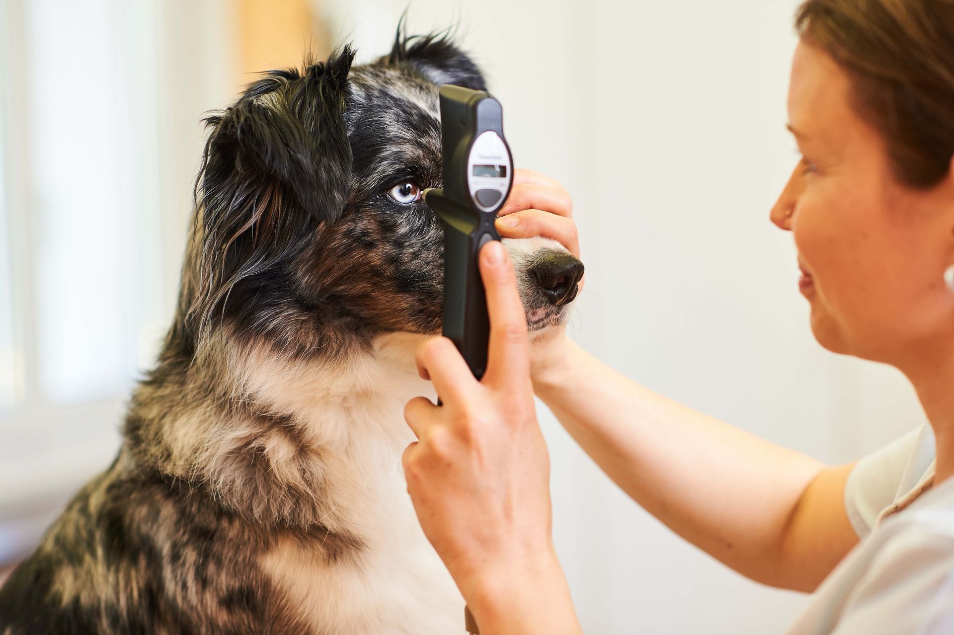Augendruckmessung - Kleintierpraxis Dr. med. vet. Alexandra Dittus - Winterthur