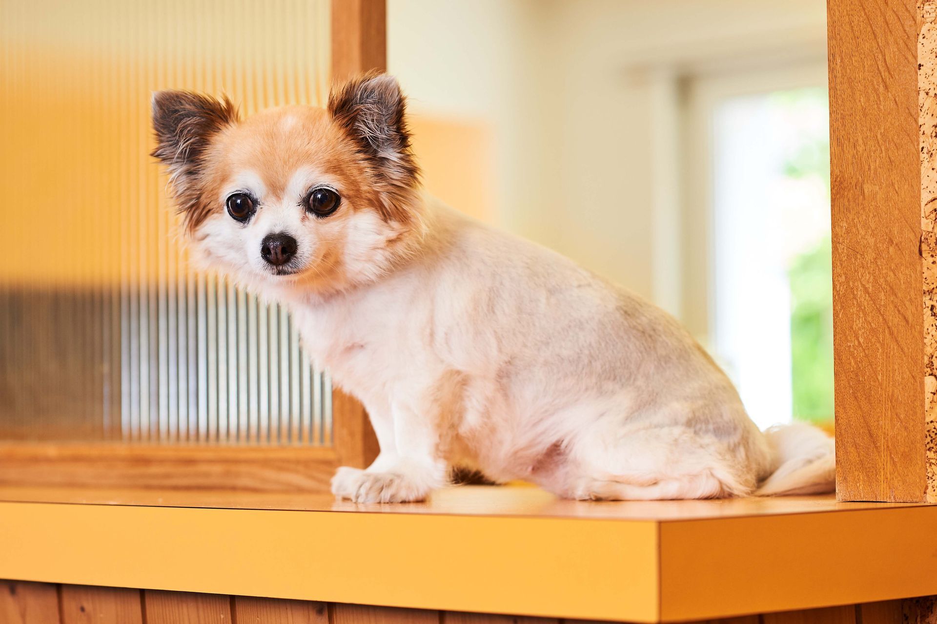 Kleintierpraxis Dr. med. vet. Alexandra Dittus|Winterthur