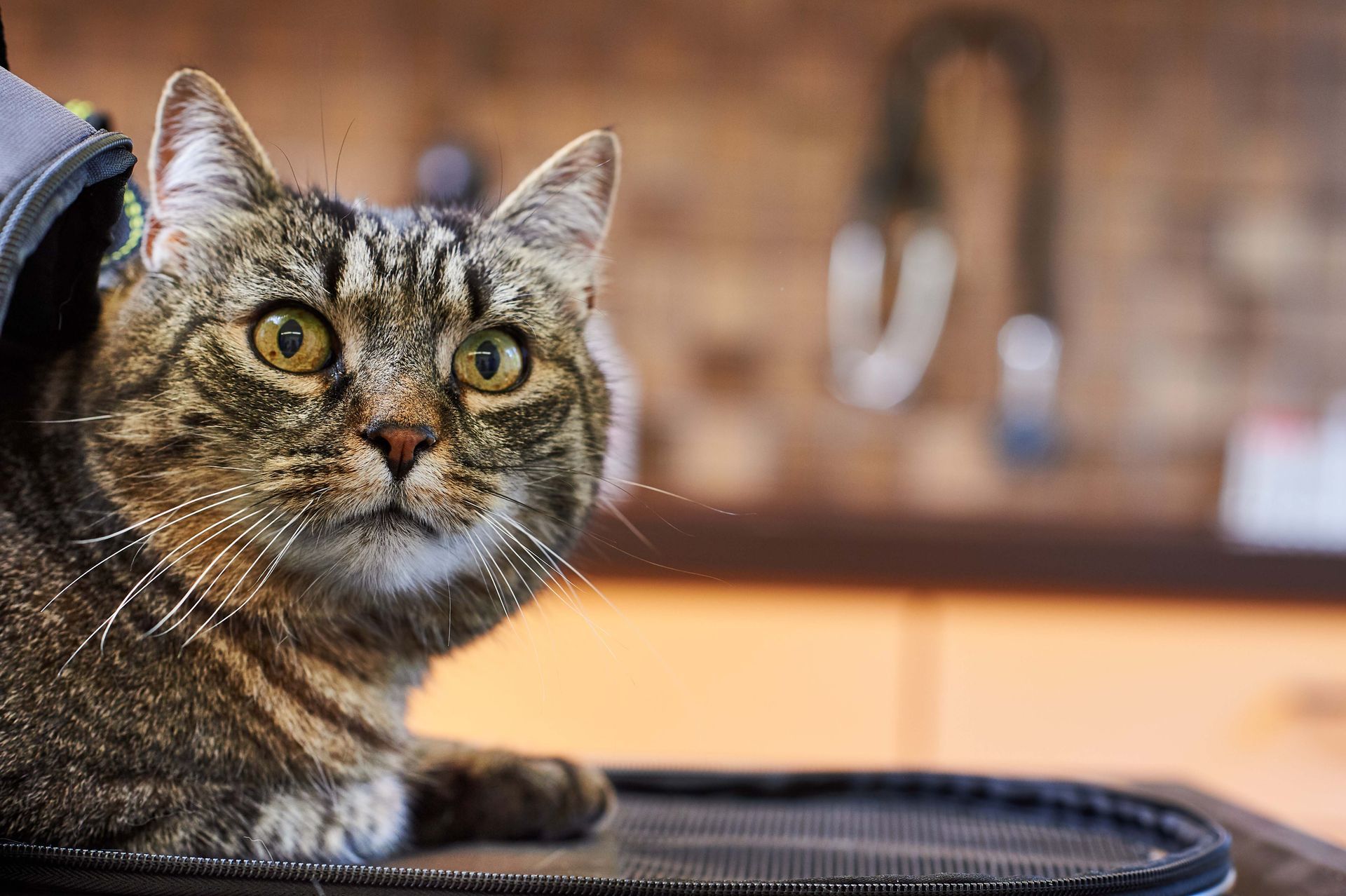 Katze Momo - Kleintierpraxis Dr. med. vet. Alexandra Dittus - Winterthur